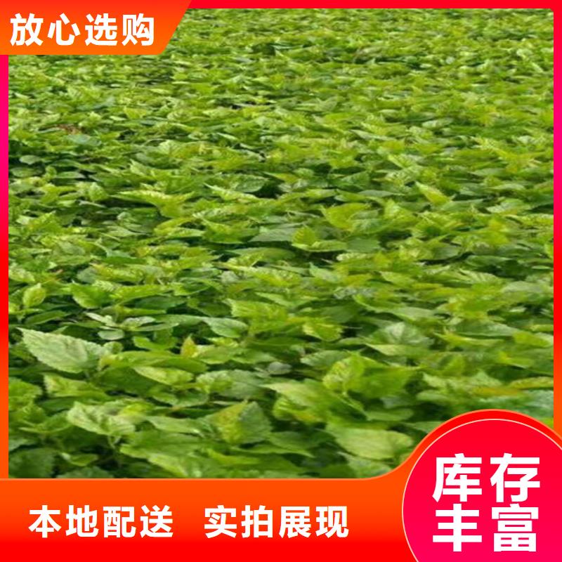 苹果苗视频-云南省迪庆市轩园苹果苗可服务区域德钦|香格里拉|怒江|普洱|红河|玉溪|昭通|文山|大理等