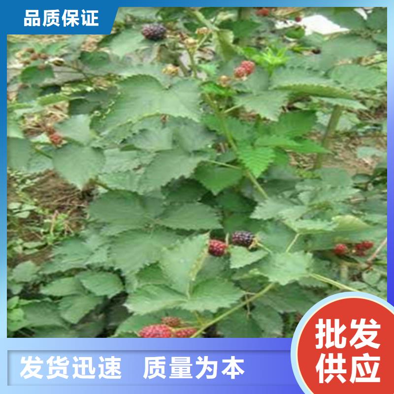 树莓石榴苗厂家直营