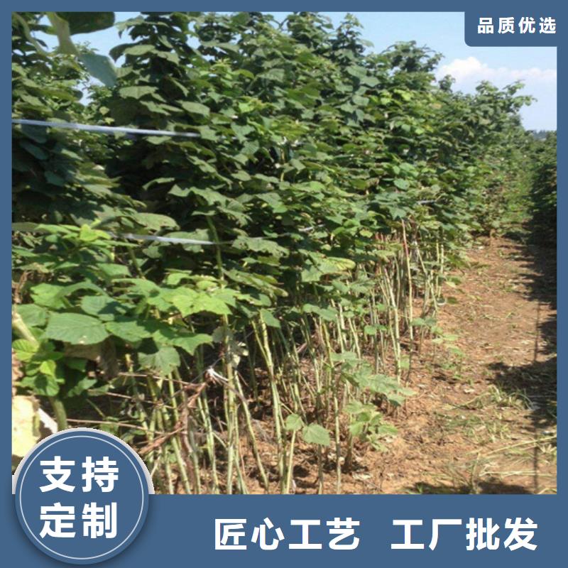 苹果苗视频-苹果苗-轩园园艺场(巴中市分公司)服务区域平昌|通江|泸州|广安|德阳|南充|雅安