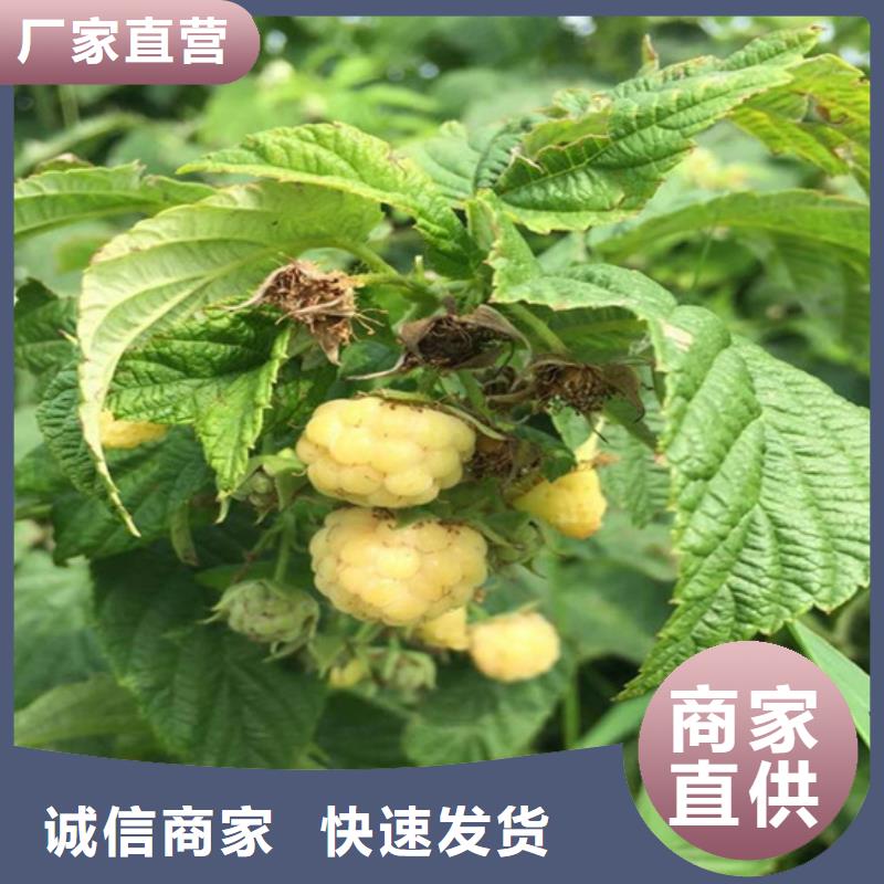 苹果苗视频-云南省昭通市轩园苹果苗可服务区域绥江|昭阳|大理|丽江|西双版纳|怒江等