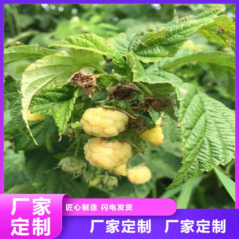 树莓石榴树发货迅速