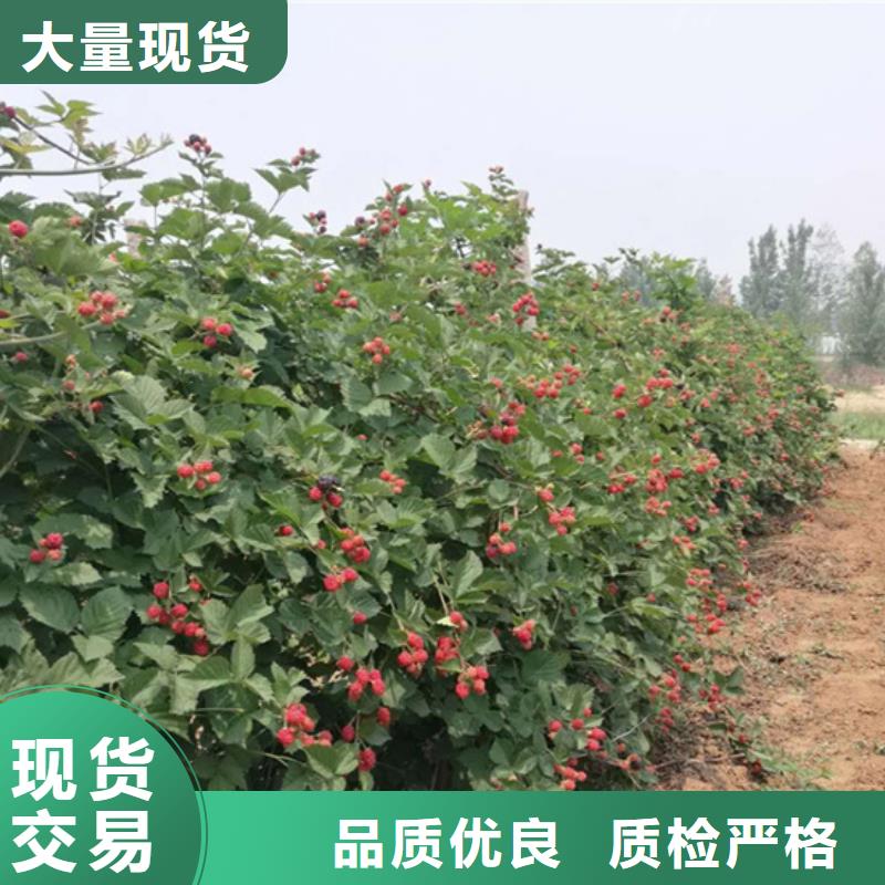 树莓石榴树发货迅速