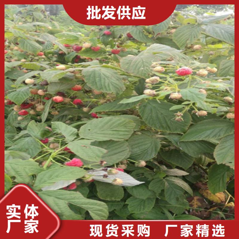 树莓,板栗苗全品类现货