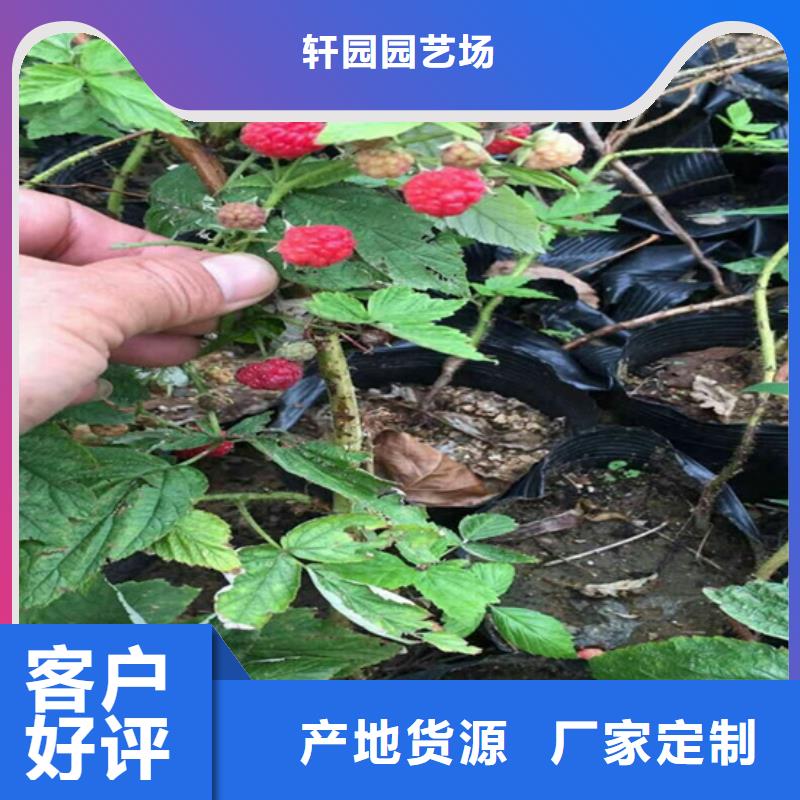 苹果苗视频-云南省迪庆市轩园苹果苗可服务区域德钦|香格里拉|怒江|普洱|红河|玉溪|昭通|文山|大理等