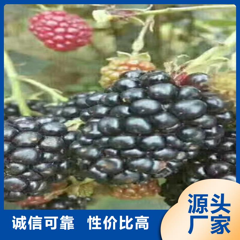 苹果苗视频-苹果苗-轩园园艺场(巴中市分公司)服务区域平昌|通江|泸州|广安|德阳|南充|雅安