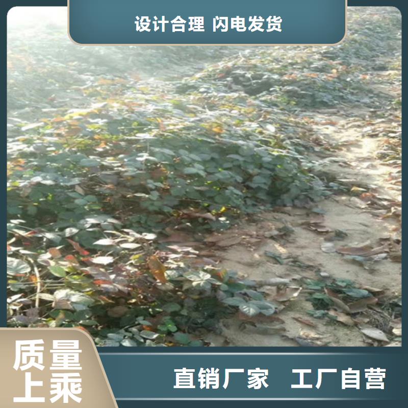 树莓苹果苗详细参数