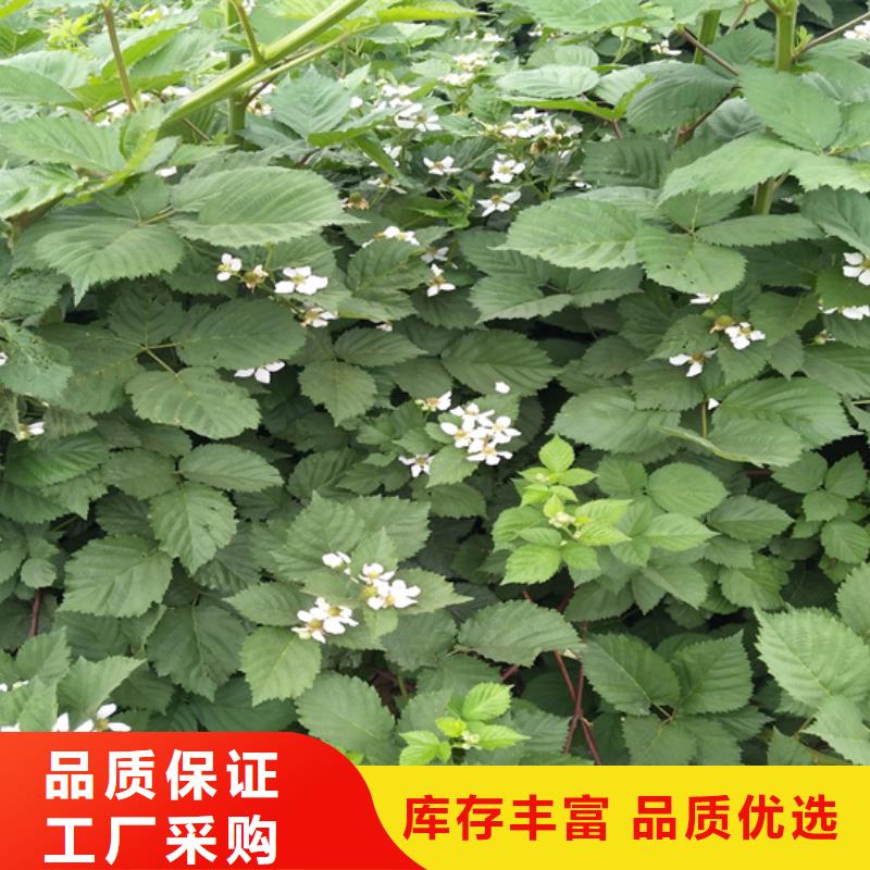 苹果苗视频-云南省昭通市轩园苹果苗可服务区域绥江|昭阳|大理|丽江|西双版纳|怒江等