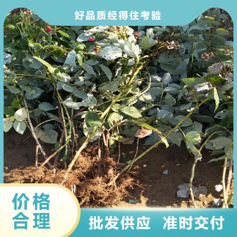 苹果苗视频-云南省昭通市轩园苹果苗可服务区域绥江|昭阳|大理|丽江|西双版纳|怒江等