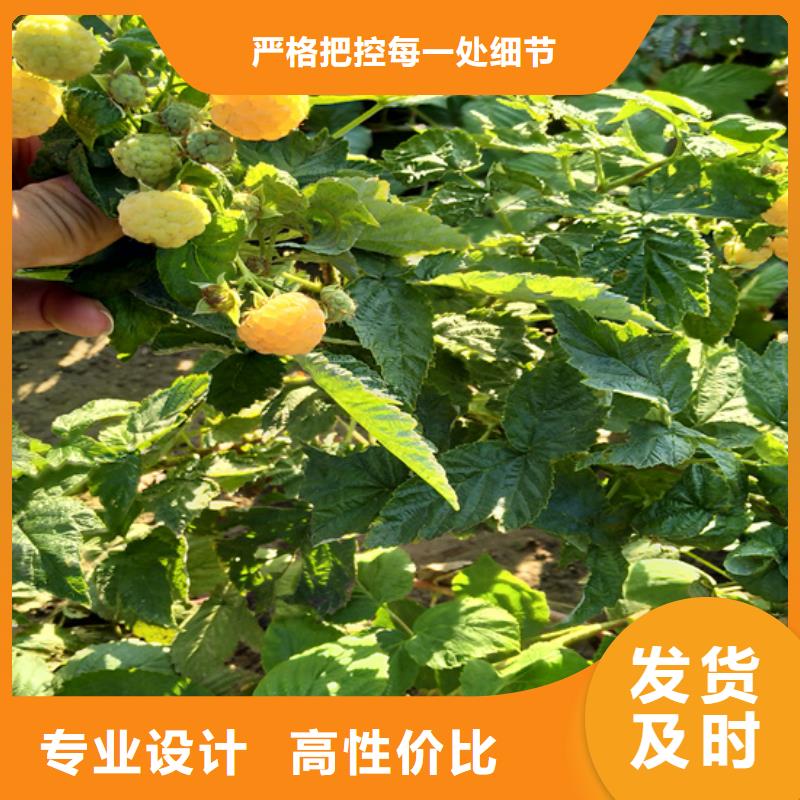 树莓,板栗苗全品类现货