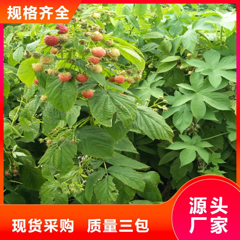 苹果苗视频-苹果苗-轩园园艺场(巴中市分公司)服务区域平昌|通江|泸州|广安|德阳|南充|雅安