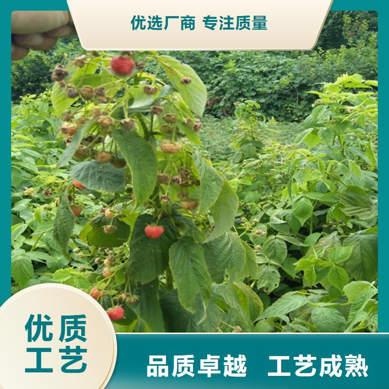 树莓苹果苗随心所欲定制
