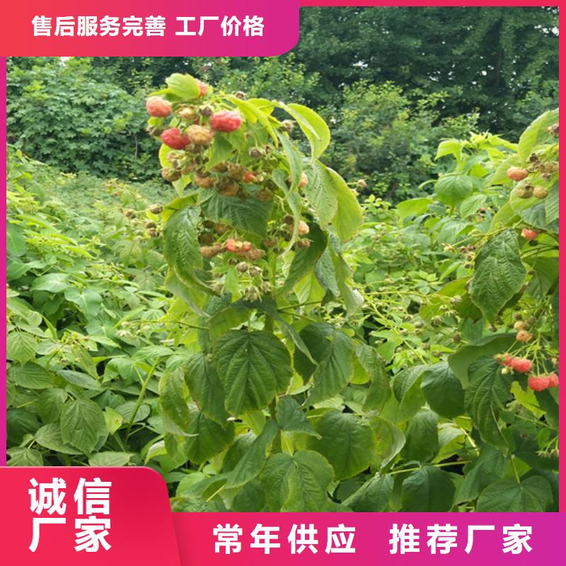 树莓,板栗苗全品类现货