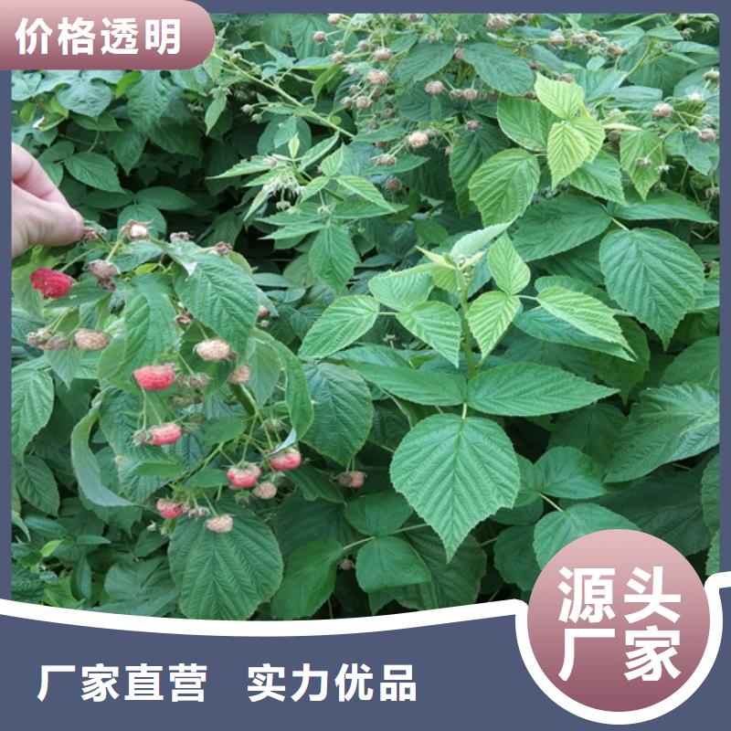 树莓,板栗苗全品类现货