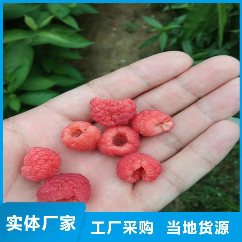苹果苗视频-云南省迪庆市轩园苹果苗可服务区域德钦|香格里拉|怒江|普洱|红河|玉溪|昭通|文山|大理等
