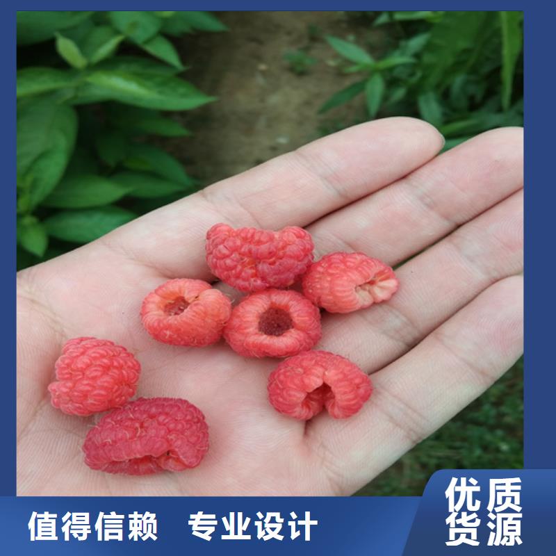 苹果苗视频-苹果苗-轩园园艺场(巴中市分公司)服务区域平昌|通江|泸州|广安|德阳|南充|雅安