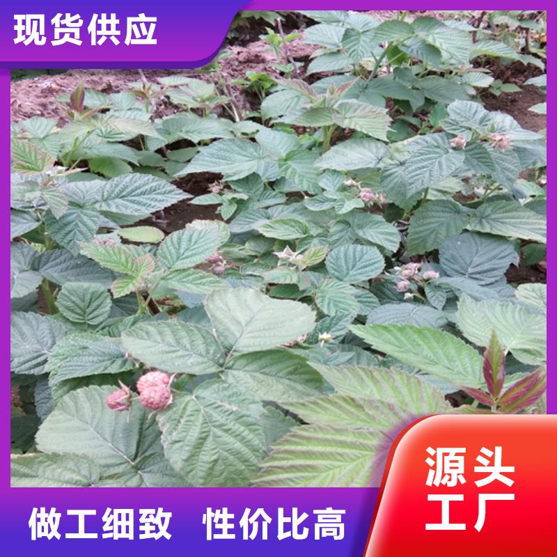 树莓石榴苗厂家直营