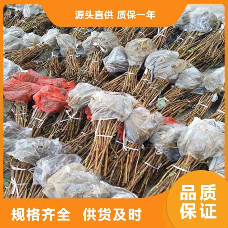 树莓蓝莓苗精选优质材料