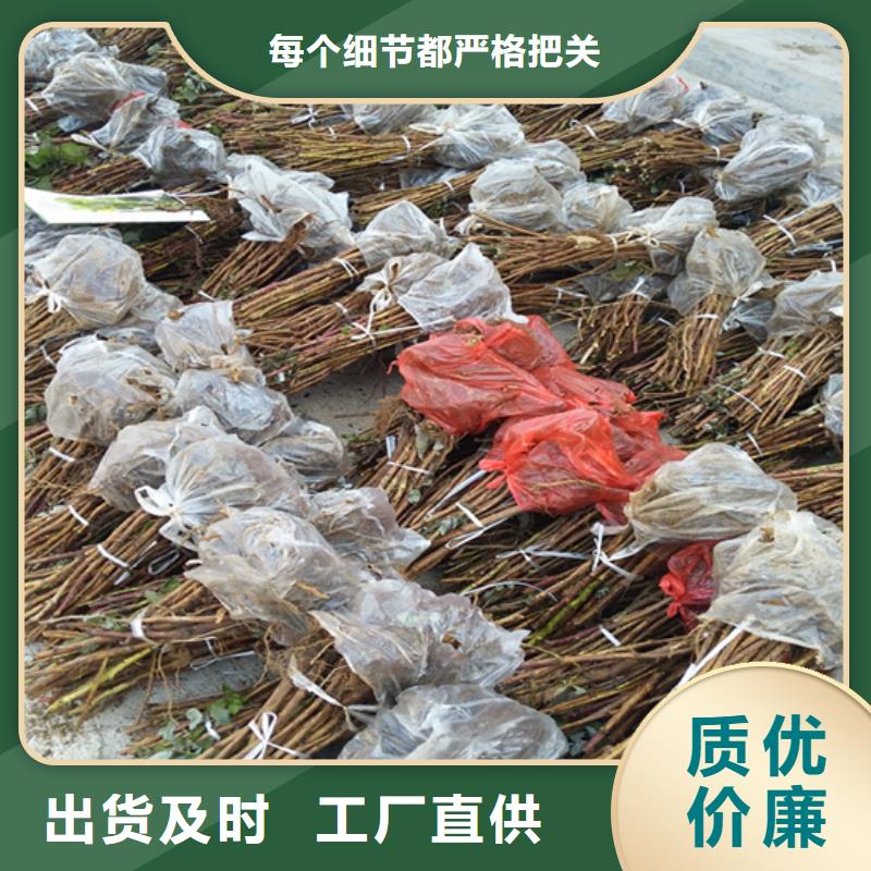 树莓石榴树发货迅速