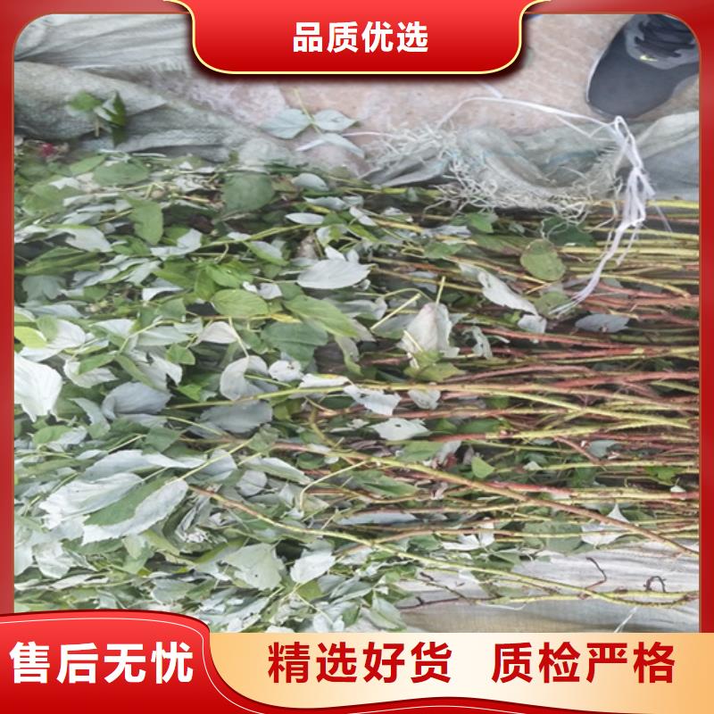 树莓,板栗苗全品类现货