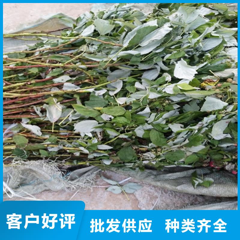 树莓苹果苗详细参数