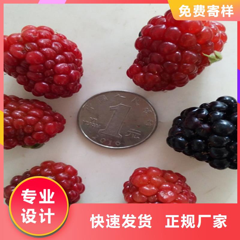 苹果苗视频-云南省昭通市轩园苹果苗可服务区域绥江|昭阳|大理|丽江|西双版纳|怒江等