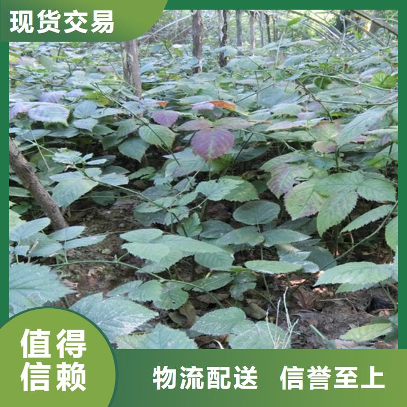 苹果苗视频-云南省迪庆市轩园苹果苗可服务区域德钦|香格里拉|怒江|普洱|红河|玉溪|昭通|文山|大理等
