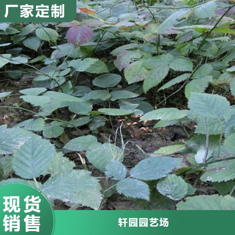 树莓,板栗苗全品类现货