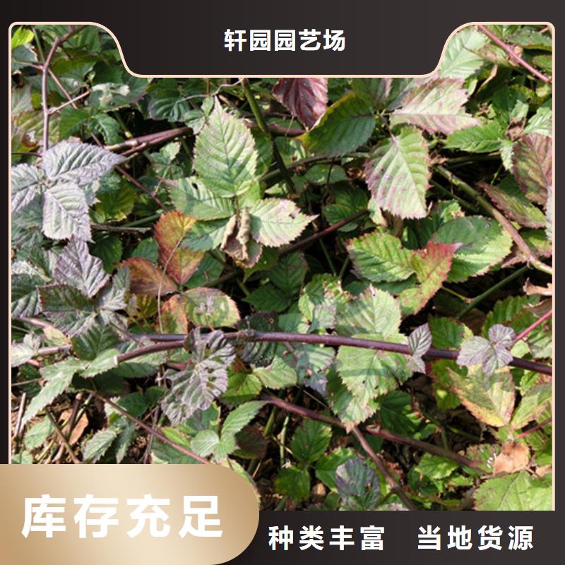 苹果苗视频-苹果苗-轩园园艺场(巴中市分公司)服务区域平昌|通江|泸州|广安|德阳|南充|雅安