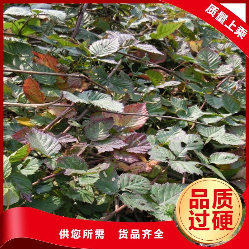 树莓石榴苗厂家直营