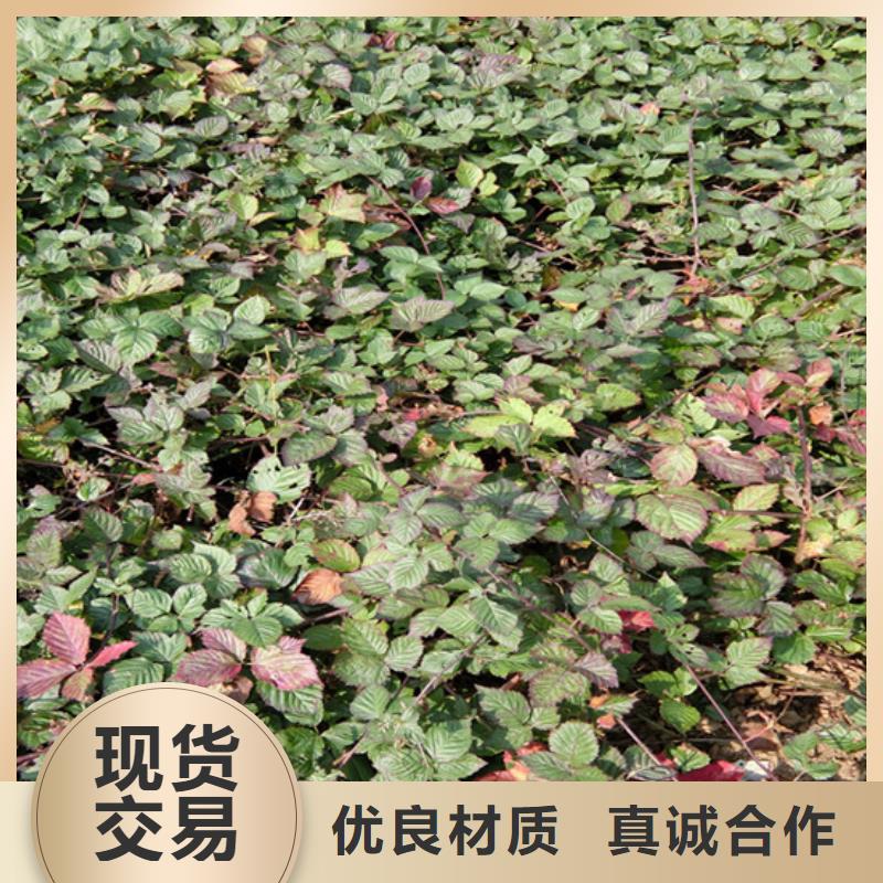 树莓蓝莓苗精选优质材料