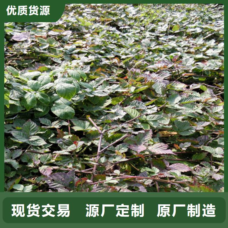 树莓蓝莓苗精选优质材料
