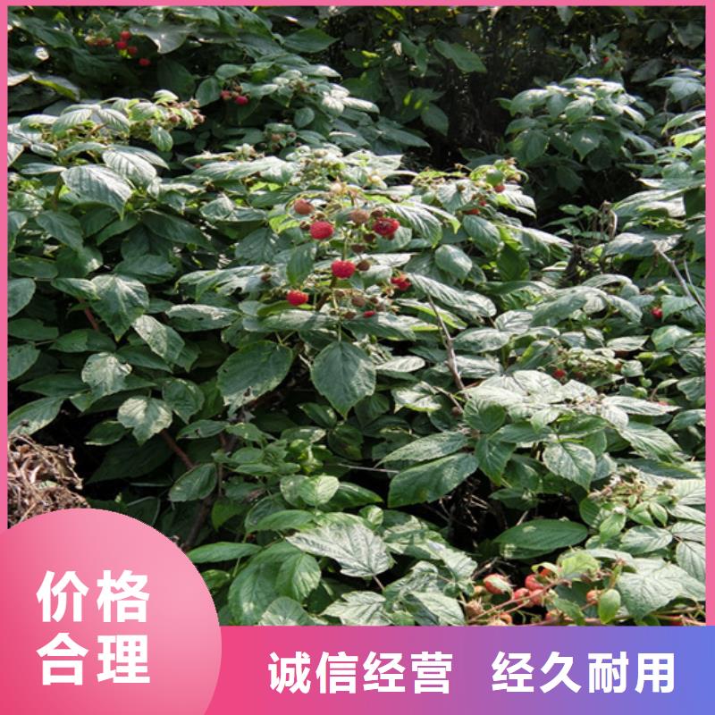 树莓蓝莓苗精选优质材料
