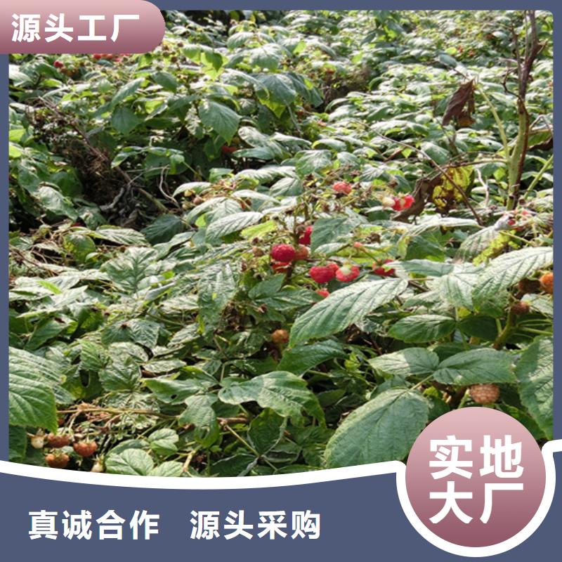 苹果苗视频-苹果苗-轩园园艺场(巴中市分公司)服务区域平昌|通江|泸州|广安|德阳|南充|雅安
