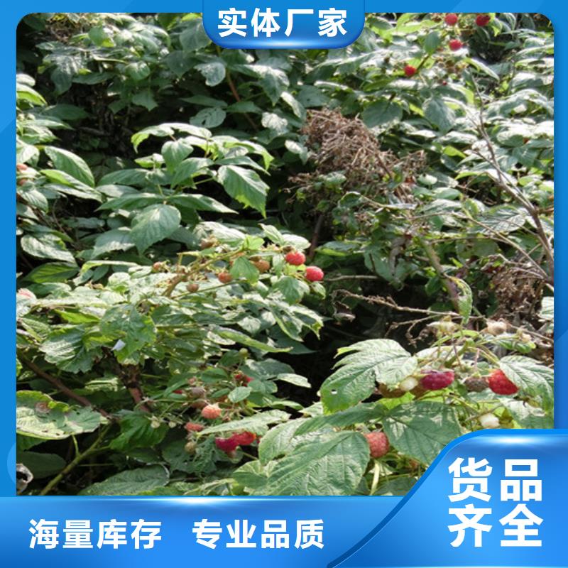 树莓石榴树发货迅速