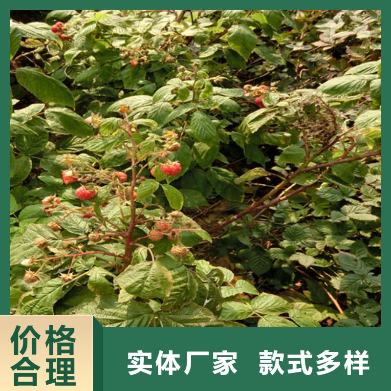 苹果苗视频-苹果苗-轩园园艺场(巴中市分公司)服务区域平昌|通江|泸州|广安|德阳|南充|雅安