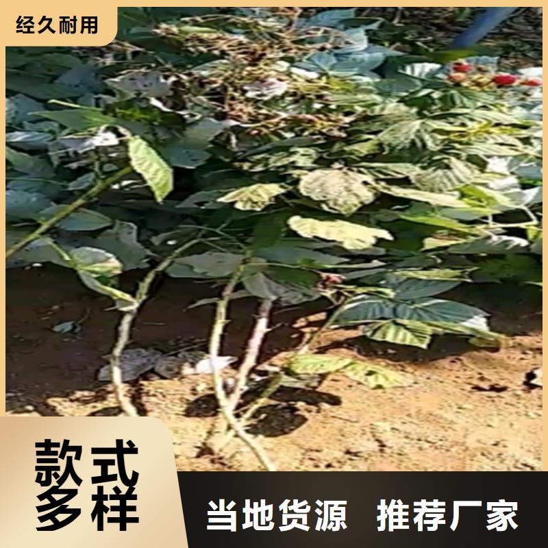 树莓苹果苗详细参数