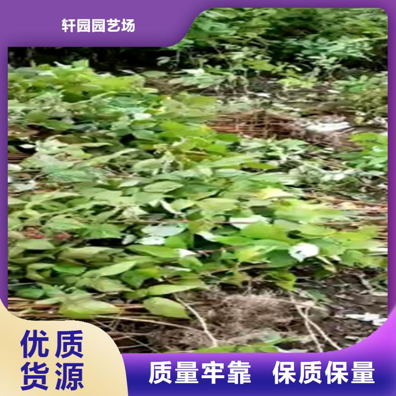 树莓苹果苗详细参数