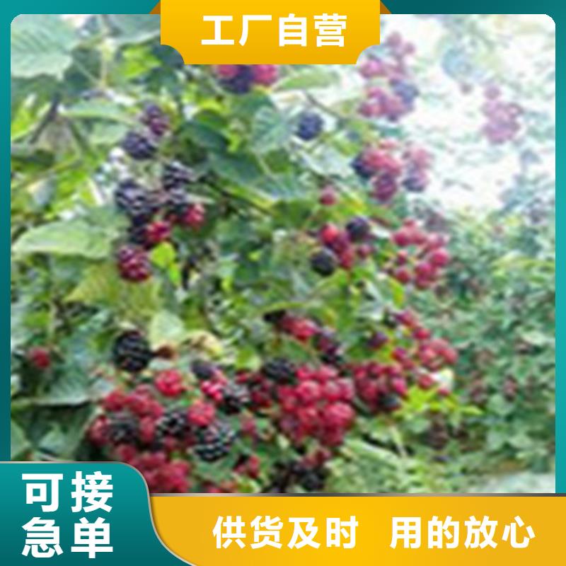 树莓苹果苗详细参数