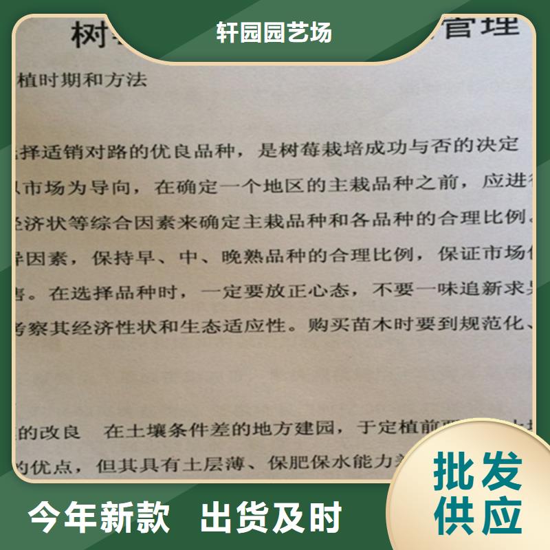 树莓苹果苗详细参数