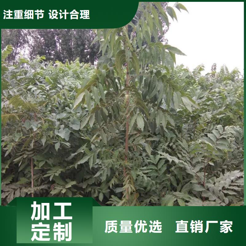 碧根果,樱桃苗敢与同行比价格