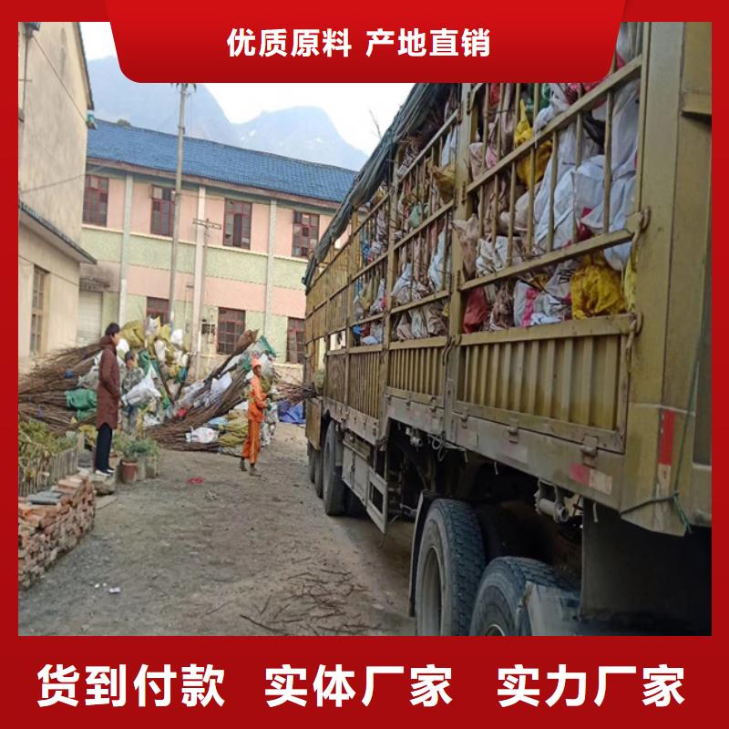 碧根果,樱桃苗敢与同行比价格