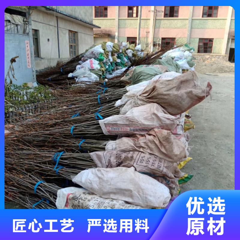 苹果苗视频-嘉峪关市苹果苗-(本土)可服务区域临夏|甘南|天水|平凉|庆阳|张掖