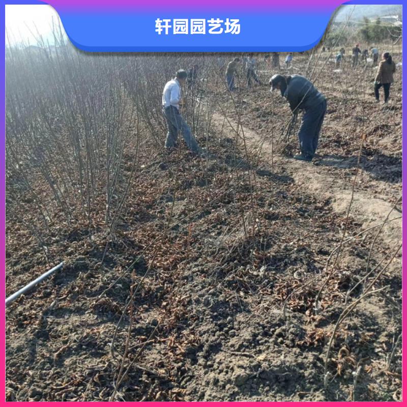 碧根果红石榴苗基地产地厂家直销