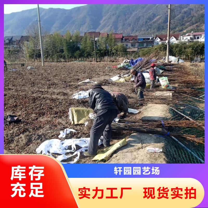 碧根果,樱桃苗敢与同行比价格
