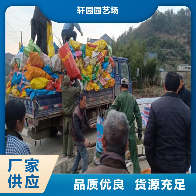 碧根果,樱桃苗敢与同行比价格