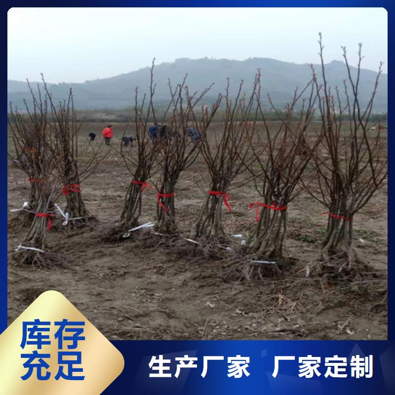 苹果苗视频-江西省苹果苗-本地可服务区域抚州|上饶|新余|萍乡|南昌