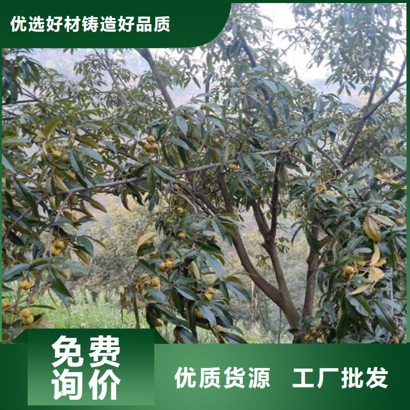 苹果苗视频-嘉峪关市苹果苗-(本土)可服务区域临夏|甘南|天水|平凉|庆阳|张掖