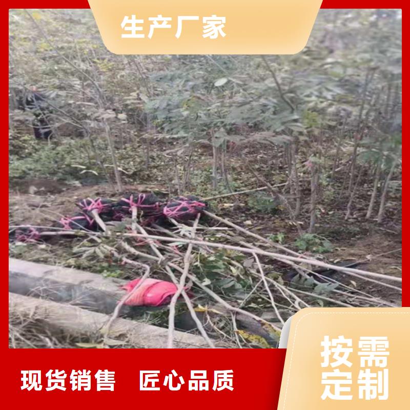 苹果苗视频-嘉峪关市苹果苗-(本土)可服务区域临夏|甘南|天水|平凉|庆阳|张掖