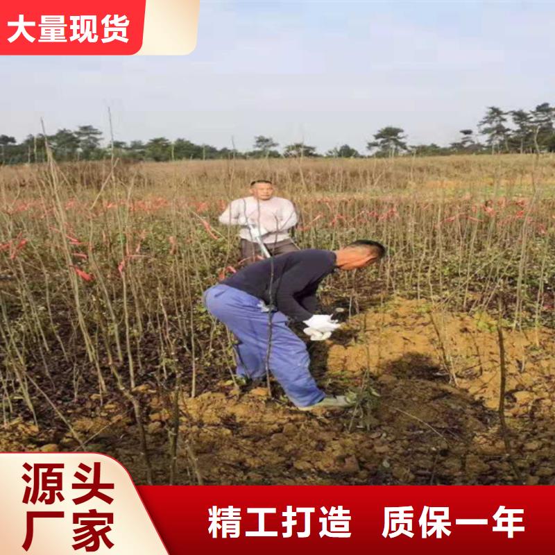 碧根果,樱桃苗敢与同行比价格