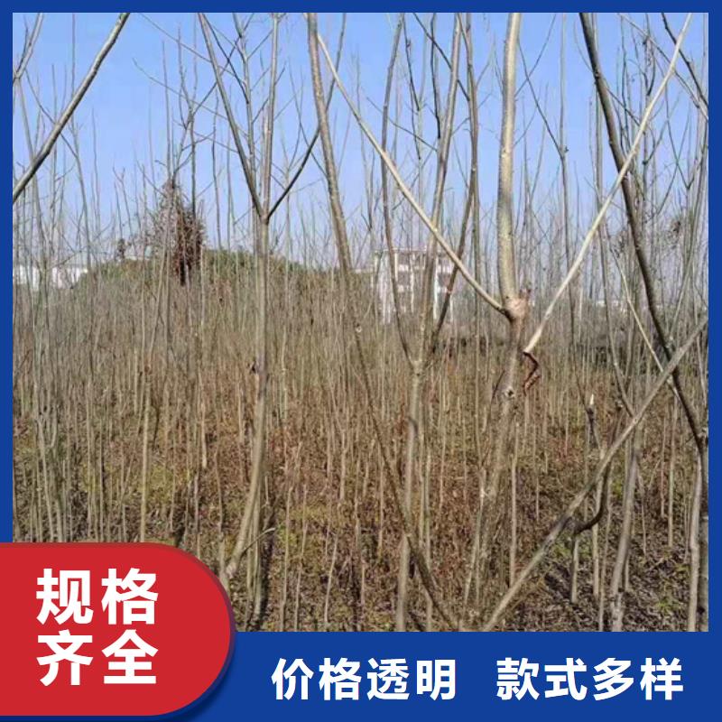 碧根果-苹果苗大量现货供应